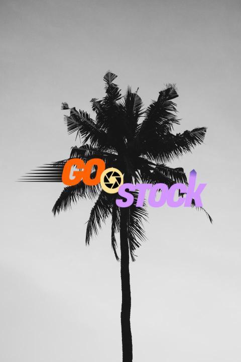 Coconut Tree Under Gray Sky